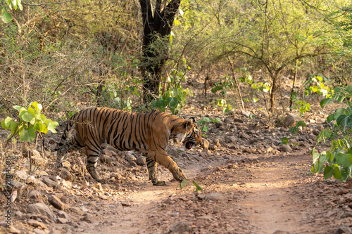 Mystery male bengal tiger crossing one of jungle trail in dry deciduous forest during full day safari at Ranthambore National Park  Sawai Madhopur  Rajasthan  India 