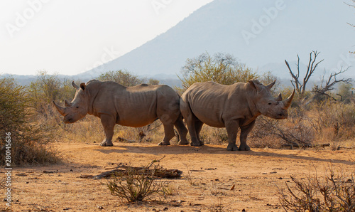 rhino in south africa