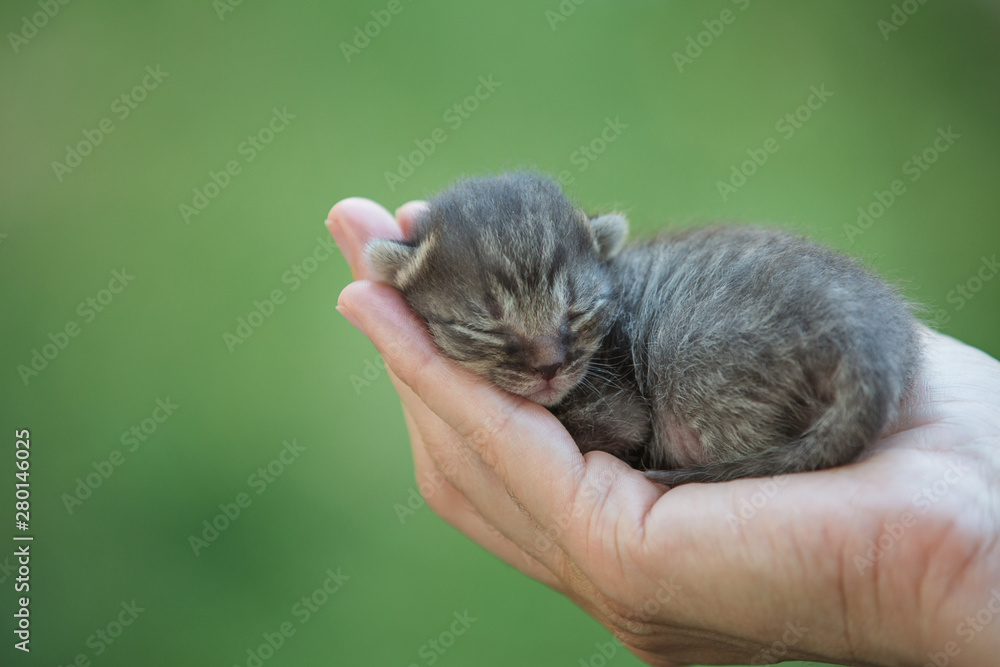 Newborn kitten sleeping in human hand Newborn kitten sleeping in human hand
