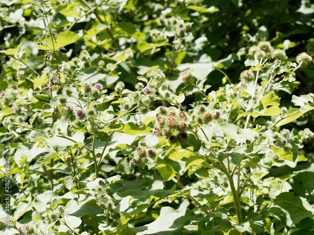 La grande bardane ou bardane officinale (Arctium lappa) aux grandes feuilles de velours, cordiformes et ondulées La grande bardane ou bardane officinale (Arctium lappa) aux grandes feuilles de velours, cordiformes et ondulées