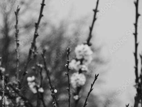 Detalle de ramitas y flores en blanco y negro. photo