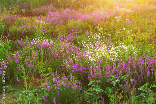 Wild flower field