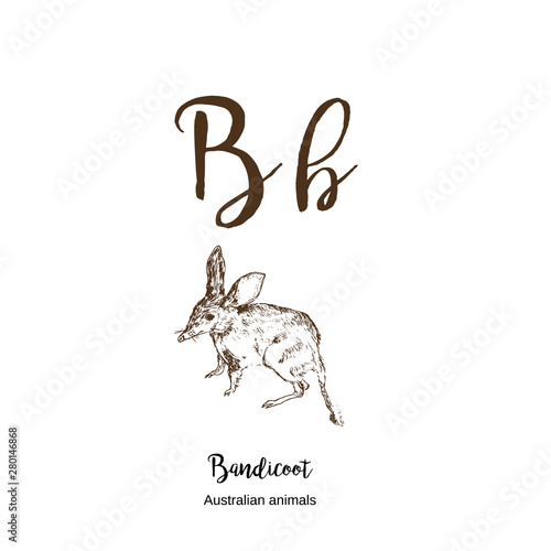 Bandicoot  A to z  alphabet sketch australian pouched animals drawing vector illustration. Vintage hand drawn with lettering. Letter B for Bandicoot. ABC.