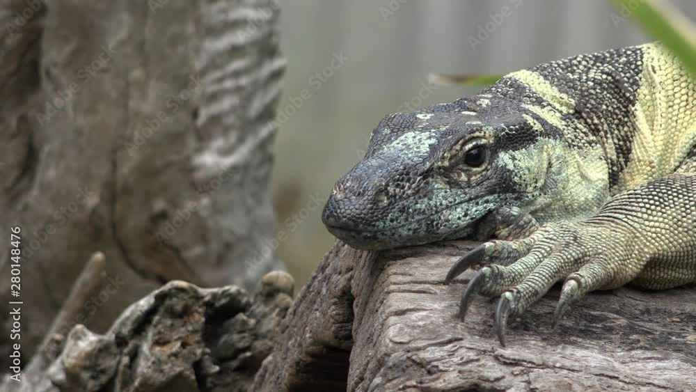 Large lace monitor out in nature during the day. Large lace monitor out in nature during the day.