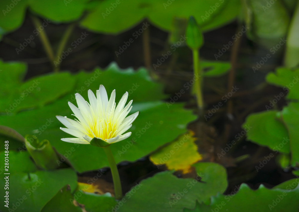 white lotus flower with yellow pollens blooming in aquatic pond white lotus flower with yellow pollens blooming in aquatic pond
