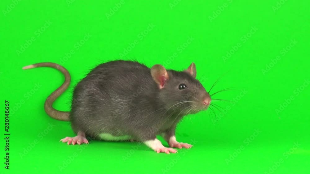 Gray rat on green screen background Gray rat on green screen background