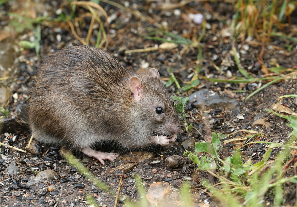 A wild Brown Rat, Rattus norvegicus, eating seads on the ground at the edge of a lake. A wild Brown Rat, Rattus norvegicus, eating seads on the ground at the edge of a lake.