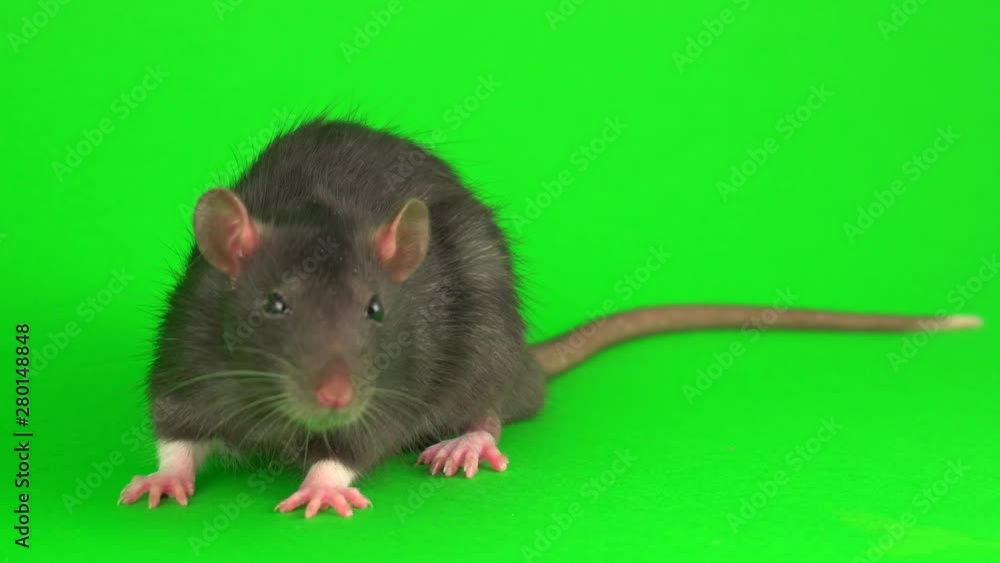 Gray rat on green screen background Gray rat on green screen background