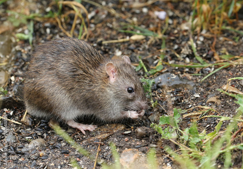 A wild Brown Rat, Rattus norvegicus, eating seads on the ground at the edge of a lake. © Sandra Standbridge