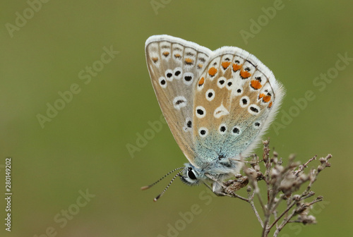 A stunning Common Blue Butterfly, Polyommatus icarus, perched on a plant in a meadow.