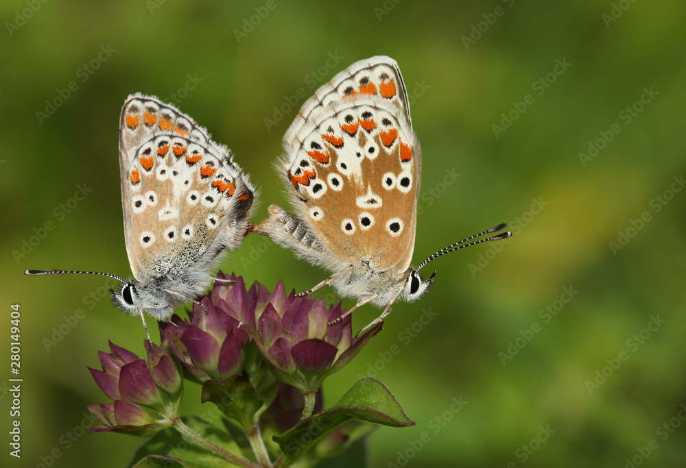 A beautiful pair of mating Brown Argus Butterfly, Aricia agestis, perching on a flower in a meadow. A beautiful pair of mating Brown Argus Butterfly, Aricia agestis, perching on a flower in a meadow.