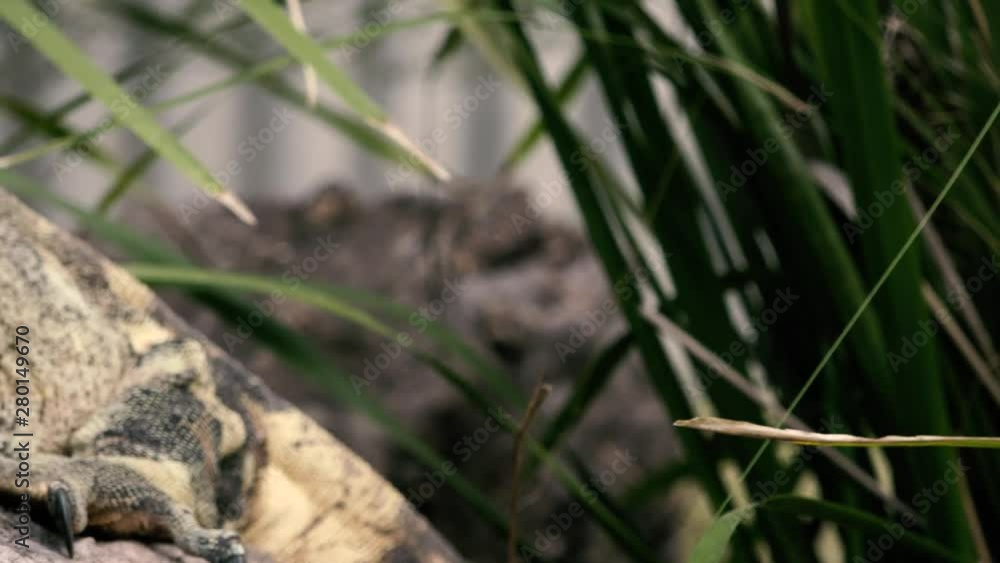 Large lace monitor out in nature during the day. Large lace monitor out in nature during the day.