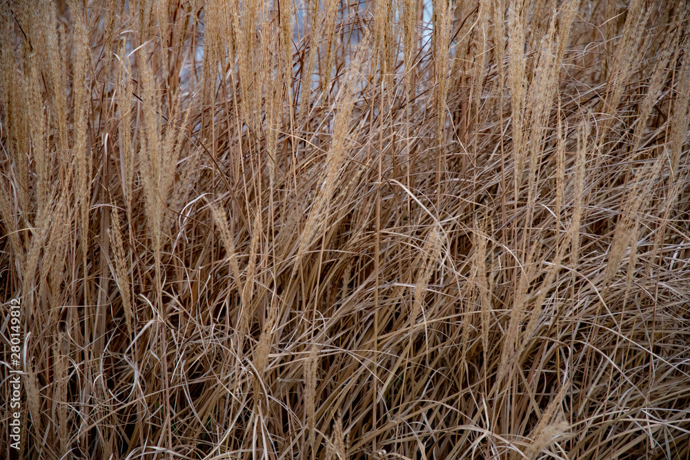 Fototapeta premium Background of dry straw. Dry blades of straws and spikelets of cereal plant textured background. Natural brown dried grass backdrop. Autumn textures. Fall herbs. Abstract hay background.