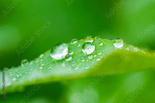 梅雨時の葉についた水滴