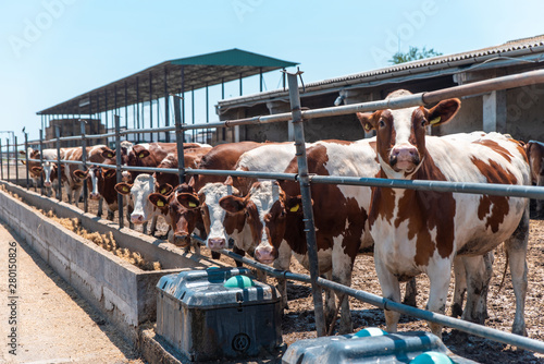 large farm cow white and brown color, close-up photo