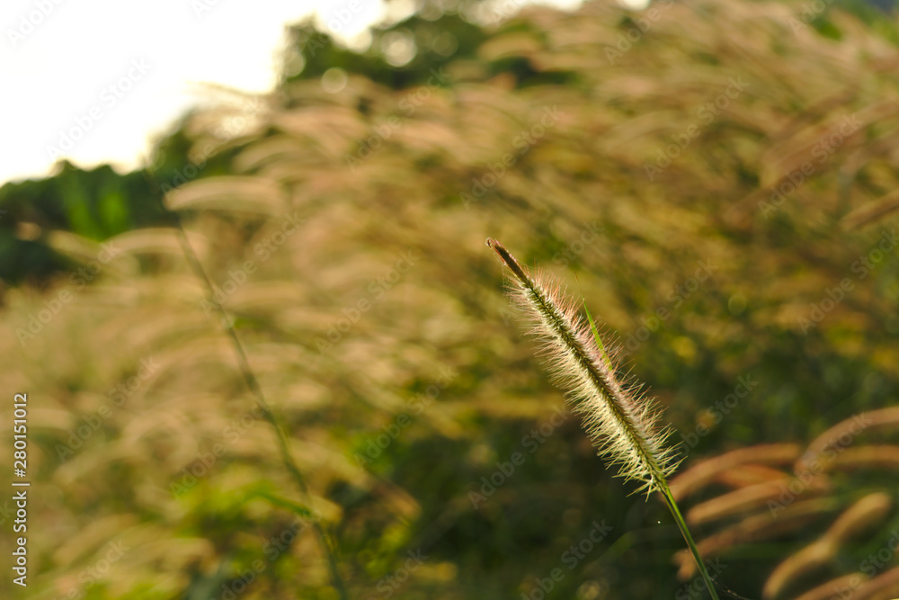Gold grass flowers are blew by the wind when sunrise in the morning