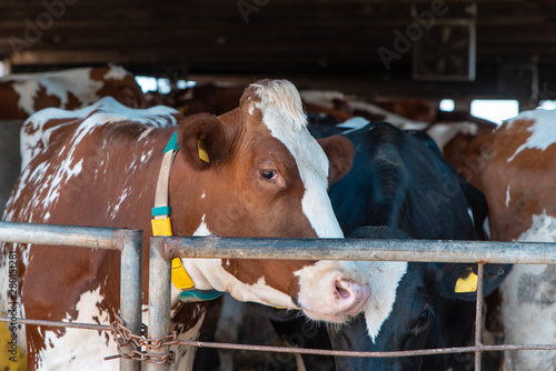 large farm cow white and brown color, close-up photo