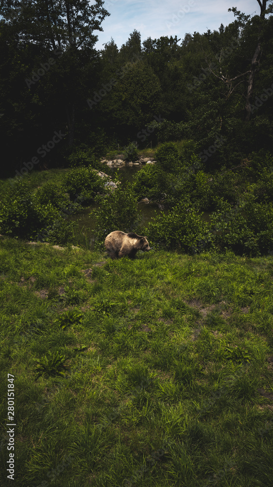 Fototapeta premium Alcuni Scatti del Wildpark Poing in Germania
