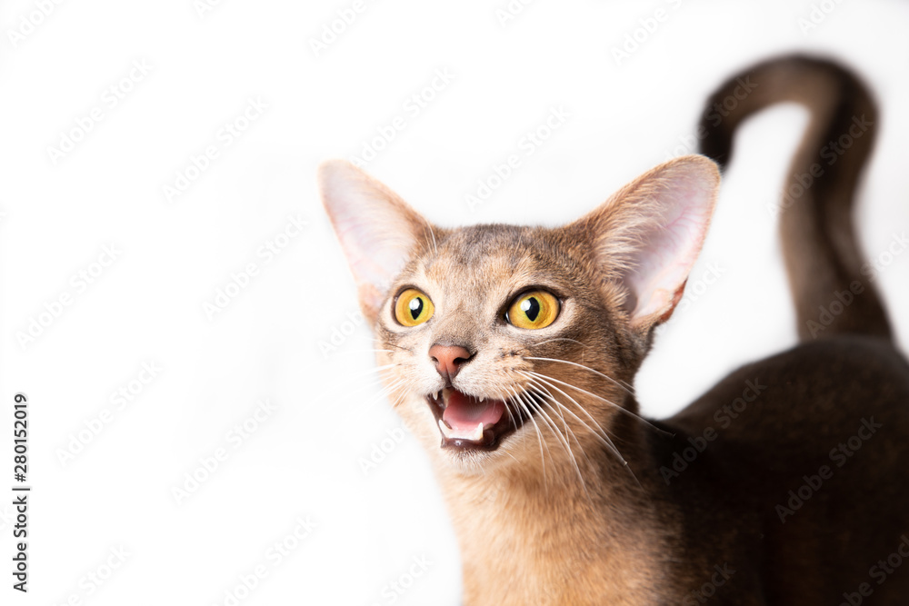 Young blue abyssynian cat with big eyes meowing and screaming on white background