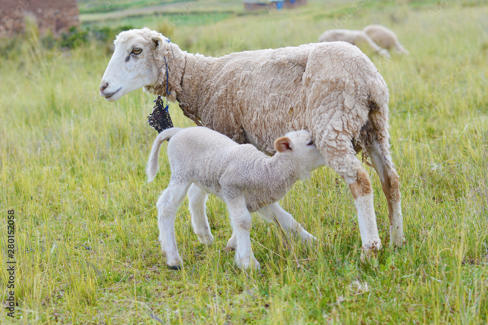 Mother sheep feeding her little baby lamb. Mother sheep feeding her little baby lamb.