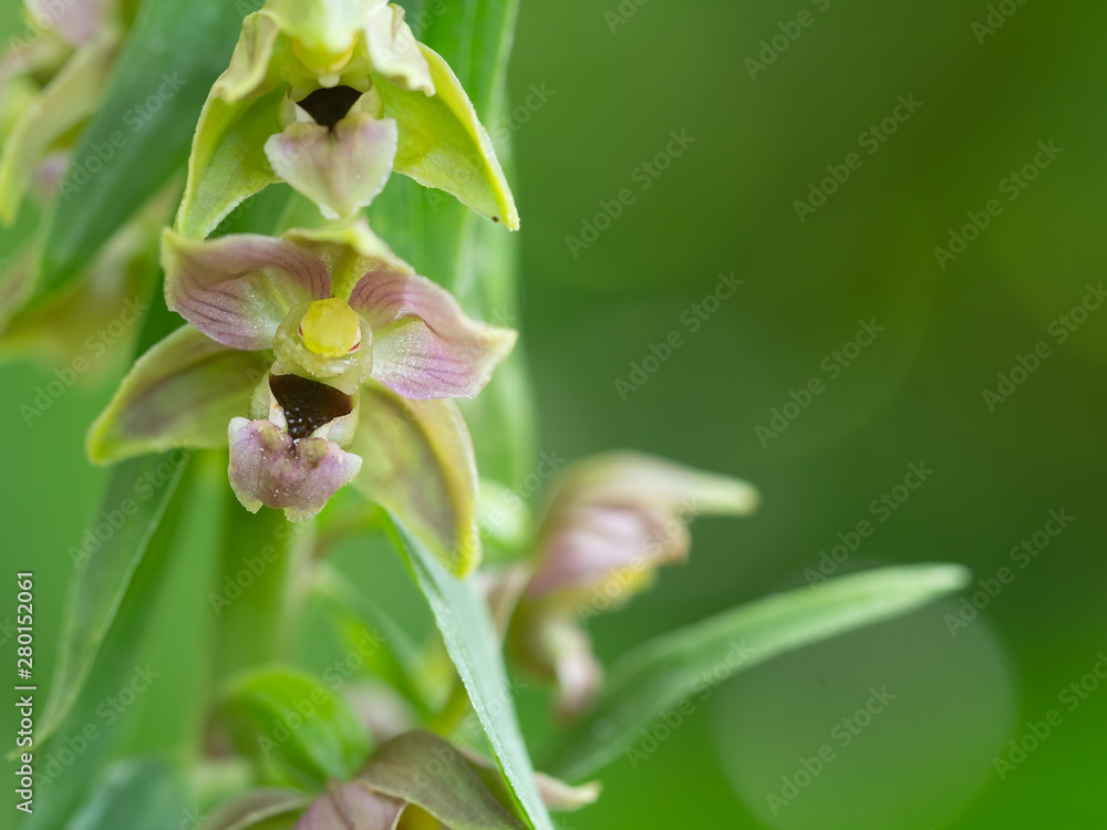 Epipactis helleborine, the broad-leaved helleborine, a terrestrial species of wild orchid. Closeup detail. Epipactis helleborine, the broad-leaved helleborine, a terrestrial species of wild orchid. Closeup detail.