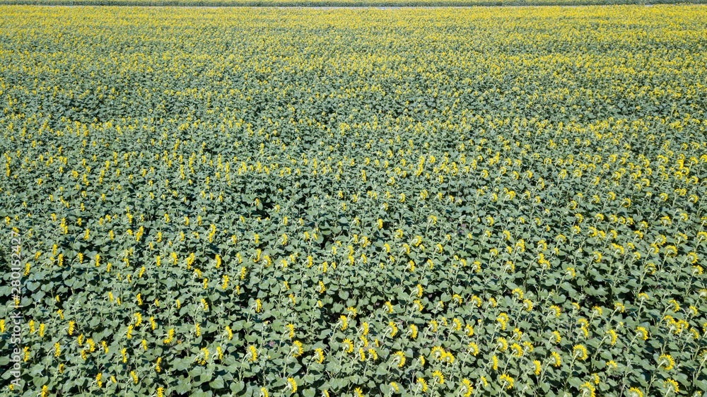 An overview of a field with sunflowers from a height during the daytime.
