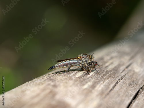 Robber fly , Asilidae, with its prey. Aka Assassin flies.