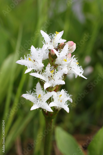 Menyanthes trifoliata. White flowers plants close up photo