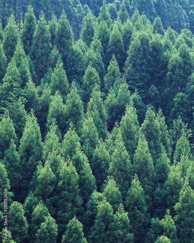 Fototapeta Naklejka Na Ścianę i Meble -  pine forest