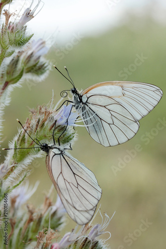 butterfly on wild flower - Viper’s Bugloss (Echium vulgare)