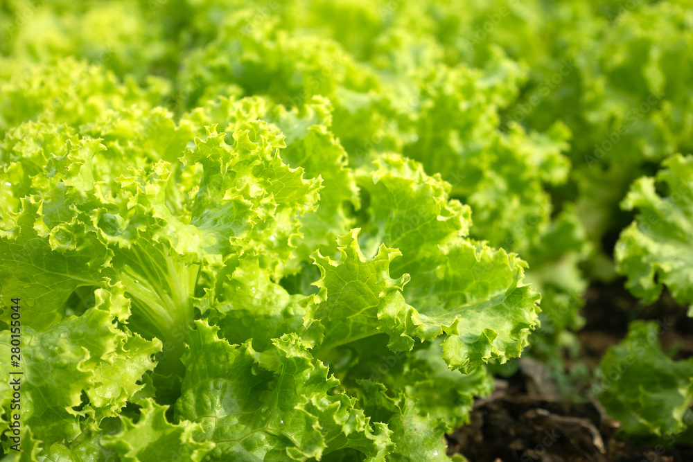 Green salad vegetables grow in plots.Close up of salad - studio shot Green salad vegetables grow in plots.Close up of salad - studio shot