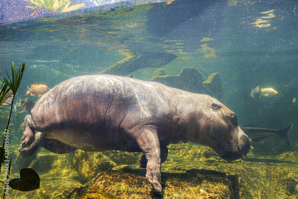 Fototapeta premium Pygmy hippos underwater at the zoo