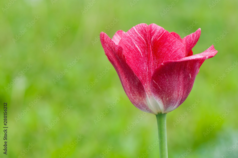 Beautiful tulip flowers on green background. Beautiful tulip flowers on green background.