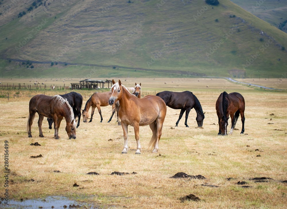 Horses in Castelluccio di Norcia, in Umbria, Italy. Riding is a popular tourist activity in the area. Horses in Castelluccio di Norcia, in Umbria, Italy. Riding is a popular tourist activity in the area.