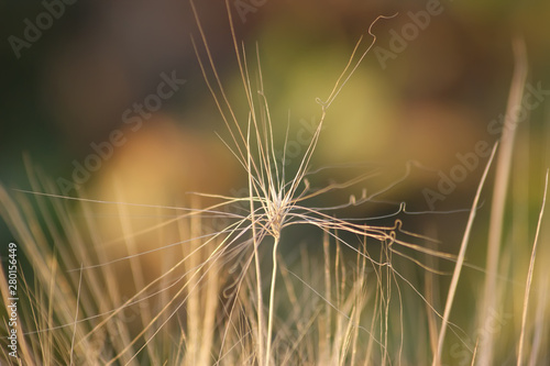 Abstraction. Dry spikelet in the field.