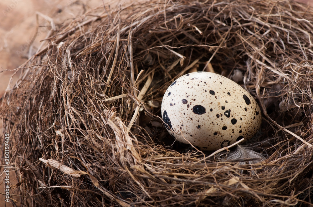 Bird's egg in a natural nest, nature fauna. Bird's egg in a natural nest, nature fauna.