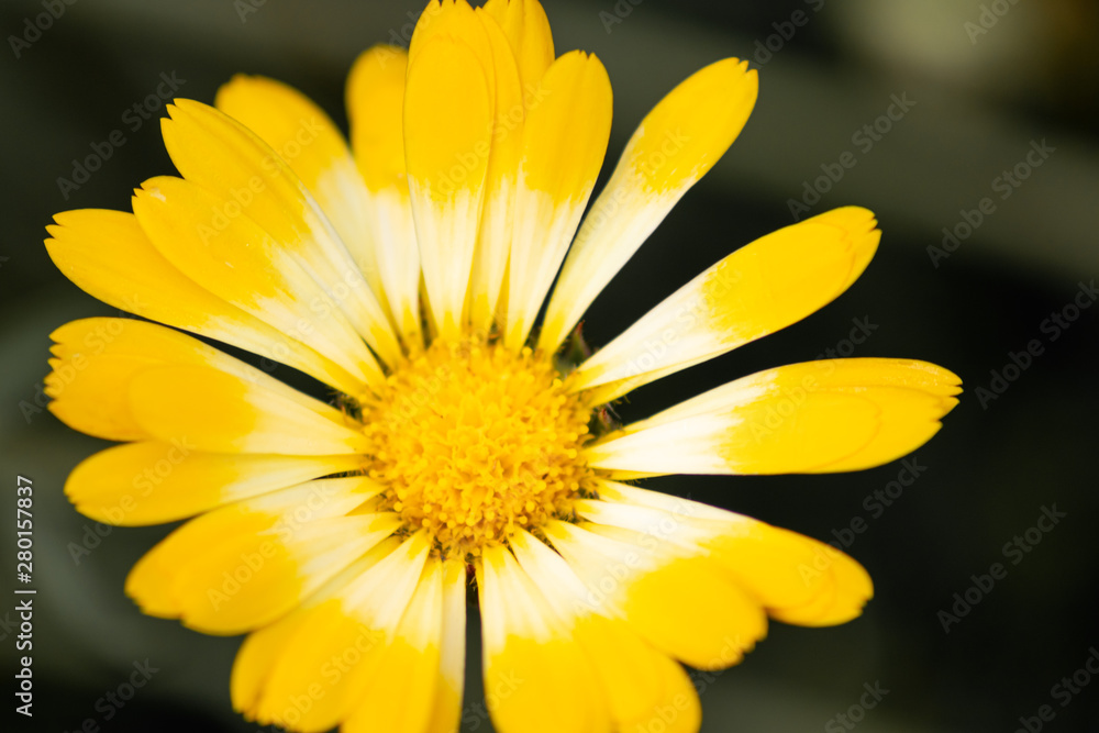 Bezaubernde Frühlingsblumen heißen Frühling und Sommer mit betörendem Duft und Farbenpracht willkommen und sind das ideale Muttertagsgeschenk Bezaubernde Frühlingsblumen heißen Frühling und Sommer mit betörendem Duft und Farbenpracht willkommen und sind das ideale Muttertagsgeschenk