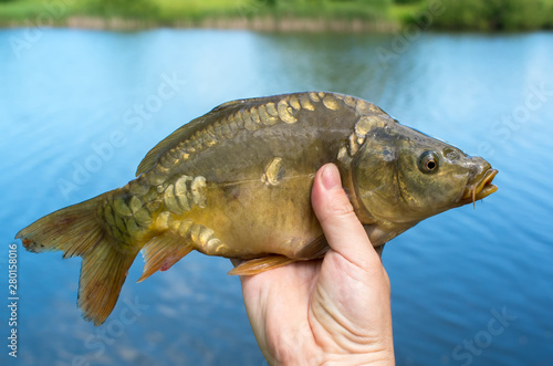 caught mirror carp in hand against the lake