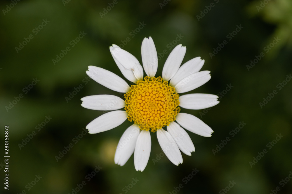 Weiße Margeritenblüte mit schönem gelben Pollenkissen lädt Insekten wie Bienen und Hummeln zum Nektarsammeln zur Honigerzeugung ein Weiße Margeritenblüte mit schönem gelben Pollenkissen lädt Insekten wie Bienen und Hummeln zum Nektarsammeln zur Honigerzeugung ein