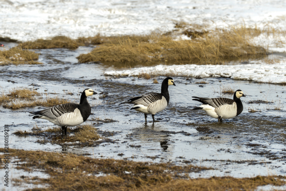 Bernache nonnette, Branta leucopsis, Barnacle Goose, Norvège, Spitzberg, Svalbard Bernache nonnette, Branta leucopsis, Barnacle Goose, Norvège, Spitzberg, Svalbard