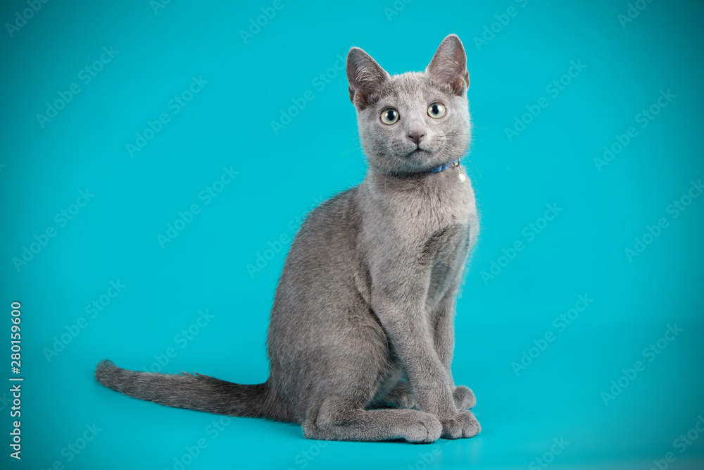 Russian blue cat on colored backgrounds