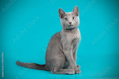 Canvas Print Russian blue cat on colored backgrounds