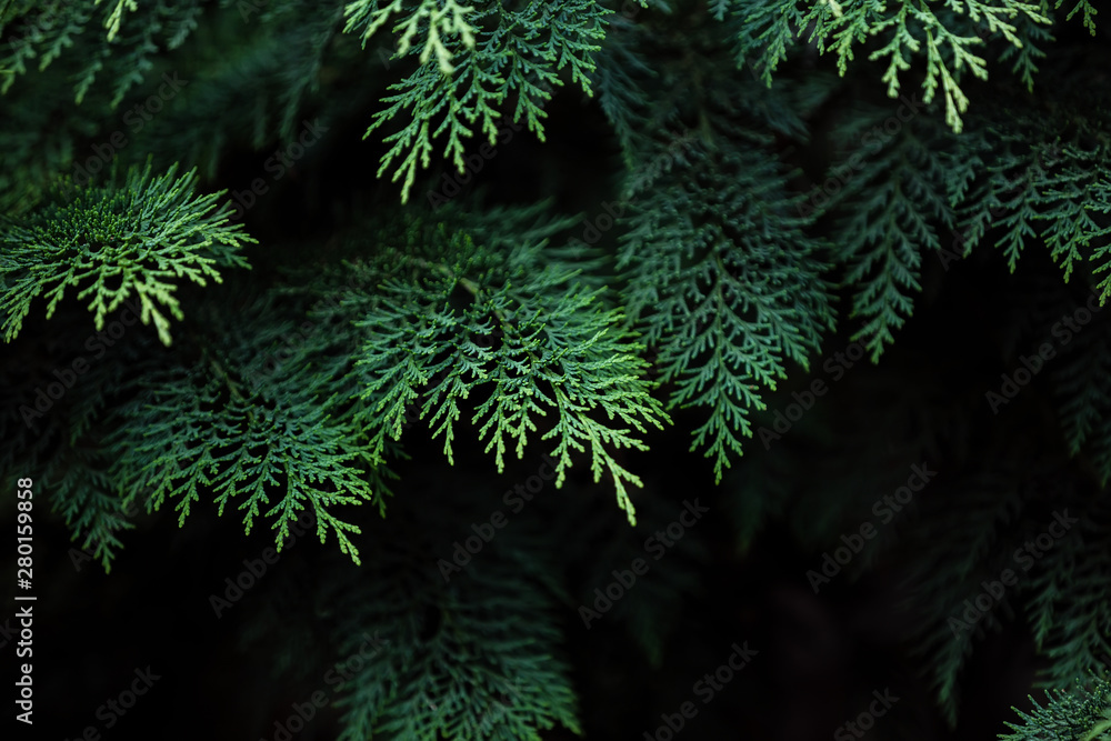 Green branches of Thuja on a dark background Green branches of Thuja on a dark background
