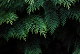 Green branches of Thuja on a dark background