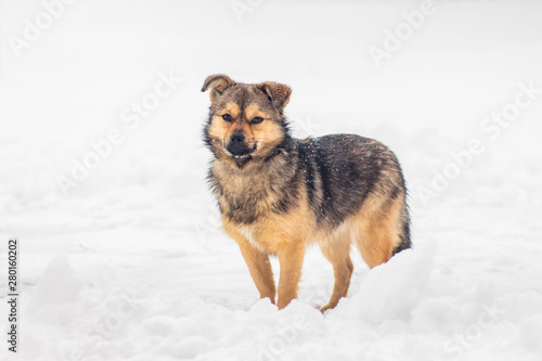 Young dog in winter on white snow_ © Volodymyr