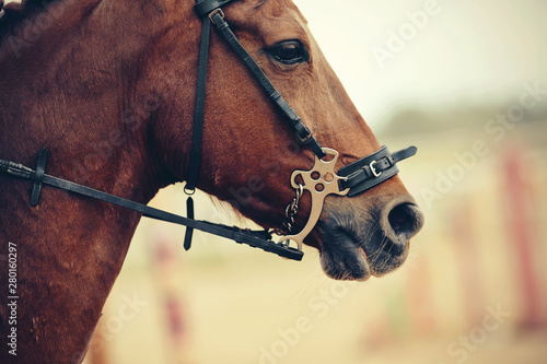 The muzzle is sports red stallion in the bridle. Dressage horse.