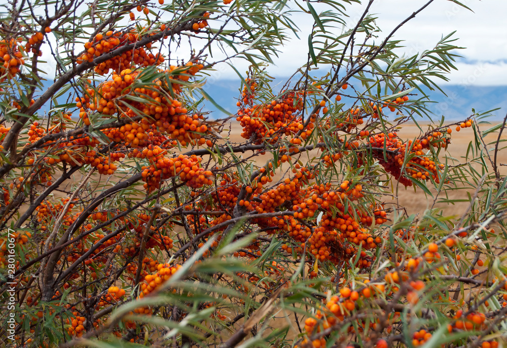 Barguzin Valley Russia, orange berries on a Sea-Buckthorn bush Barguzin Valley Russia, orange berries on a Sea-Buckthorn bush