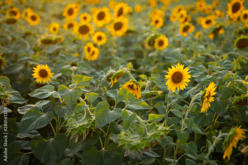Obraz premium Sunflower field, nature, landscape