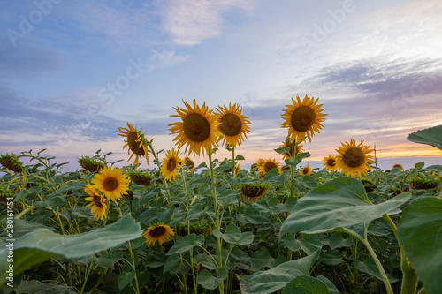 Sunflower field, nature, landscape