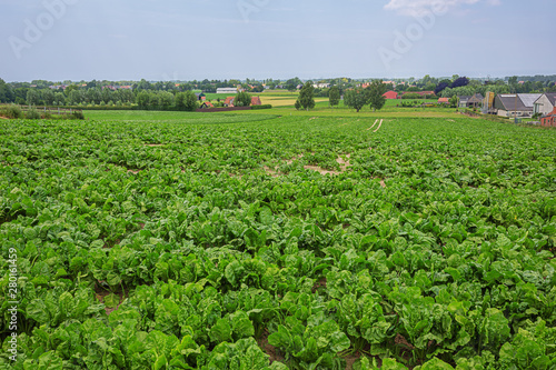 Field of young sugar beets on a field in Flanders